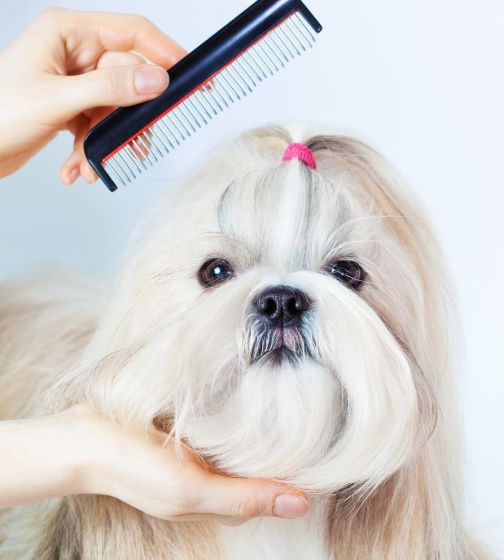 Best Veterinary Hospital In West Tisbury, MA 02575 Animal Health Care Associates, LTD