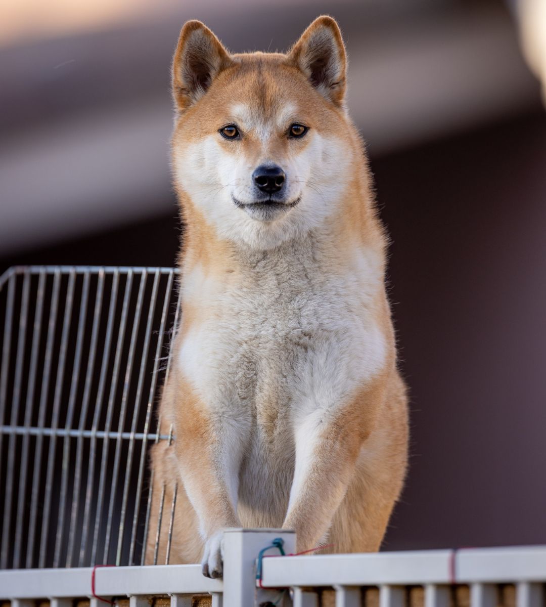 a dog standing on a metal fence