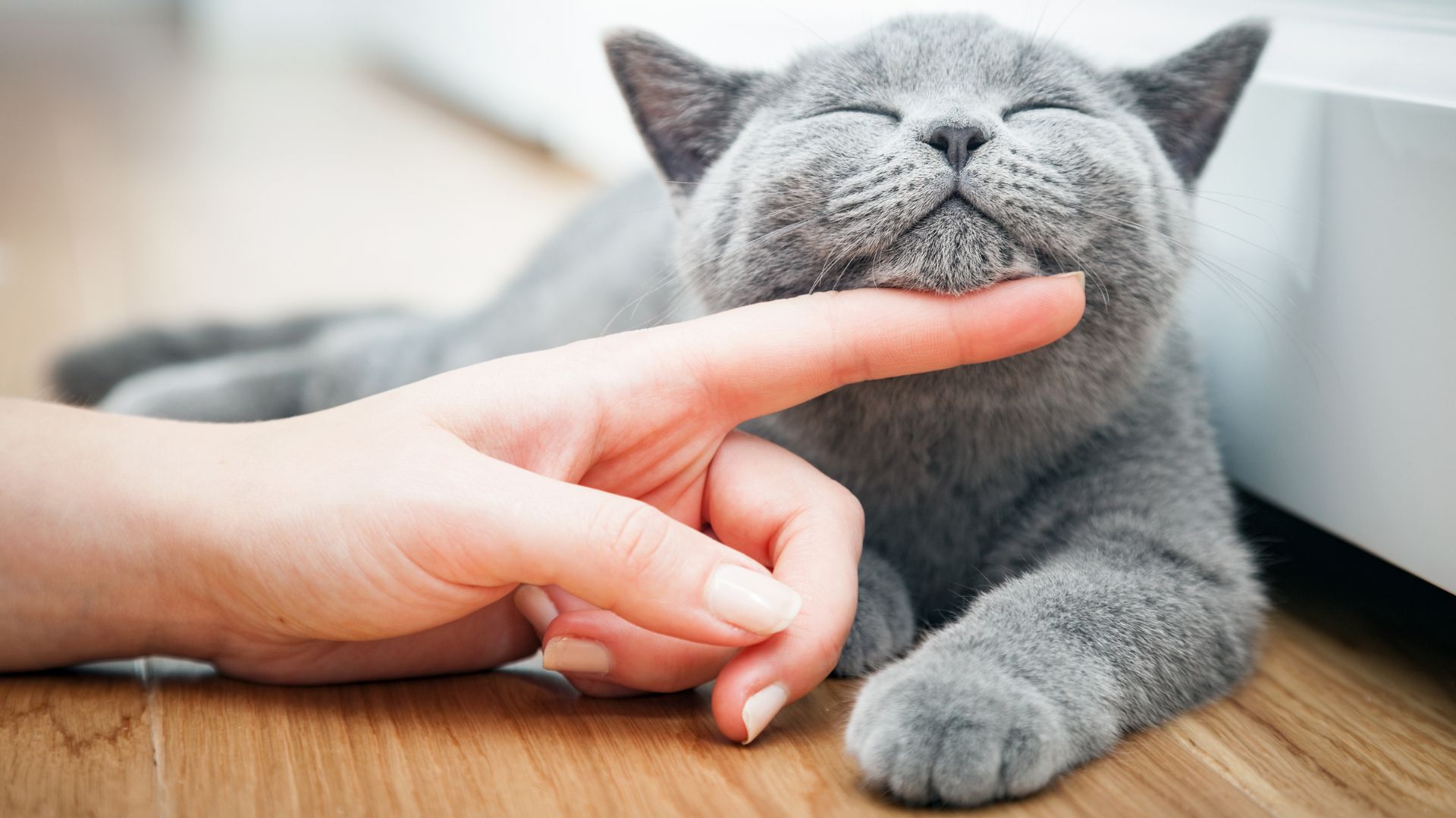 Boarding CheckIn Form Animal Health Care Associates, LTD