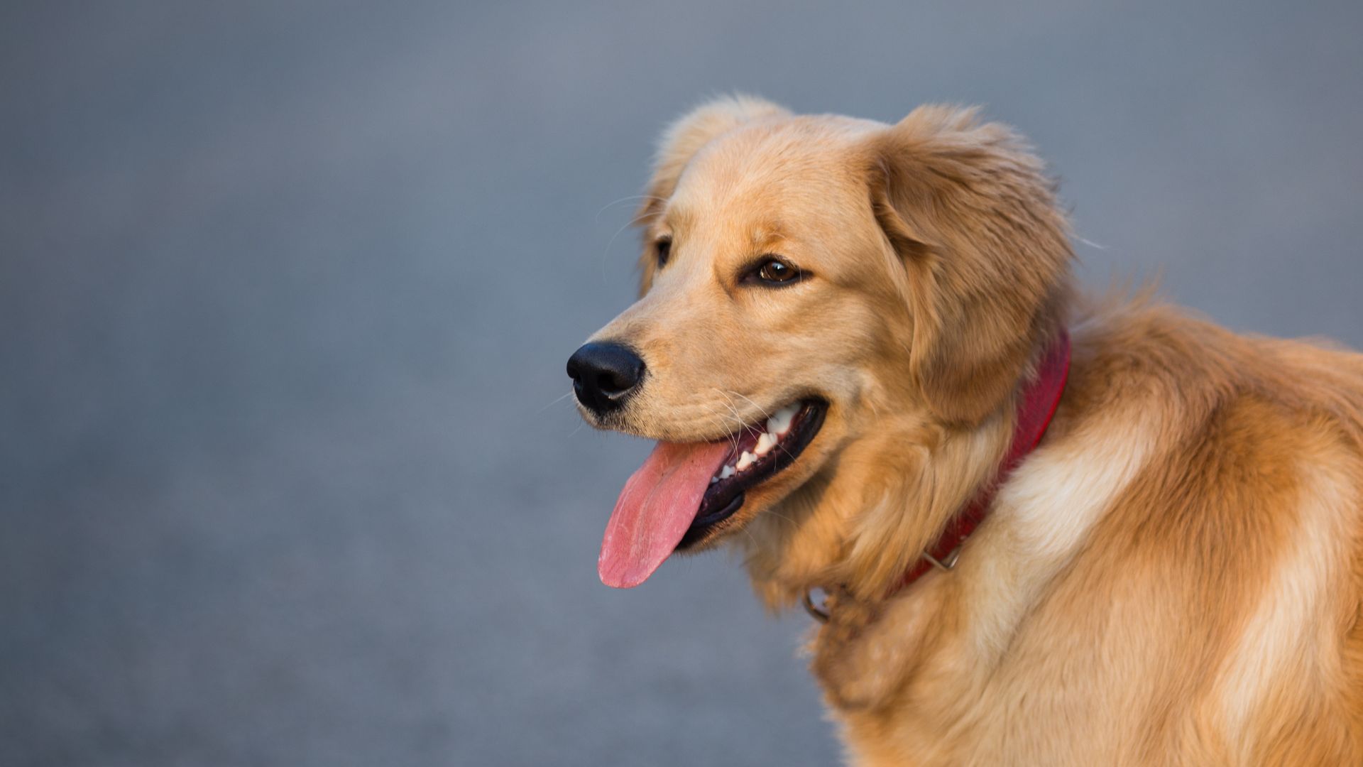 Veterinary Appointment In Tisbury, MA Animal Health Care Associates, LTD