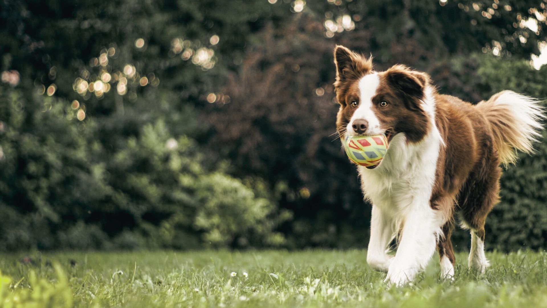 Hospital Policies Animal Health Care Associates, LTD