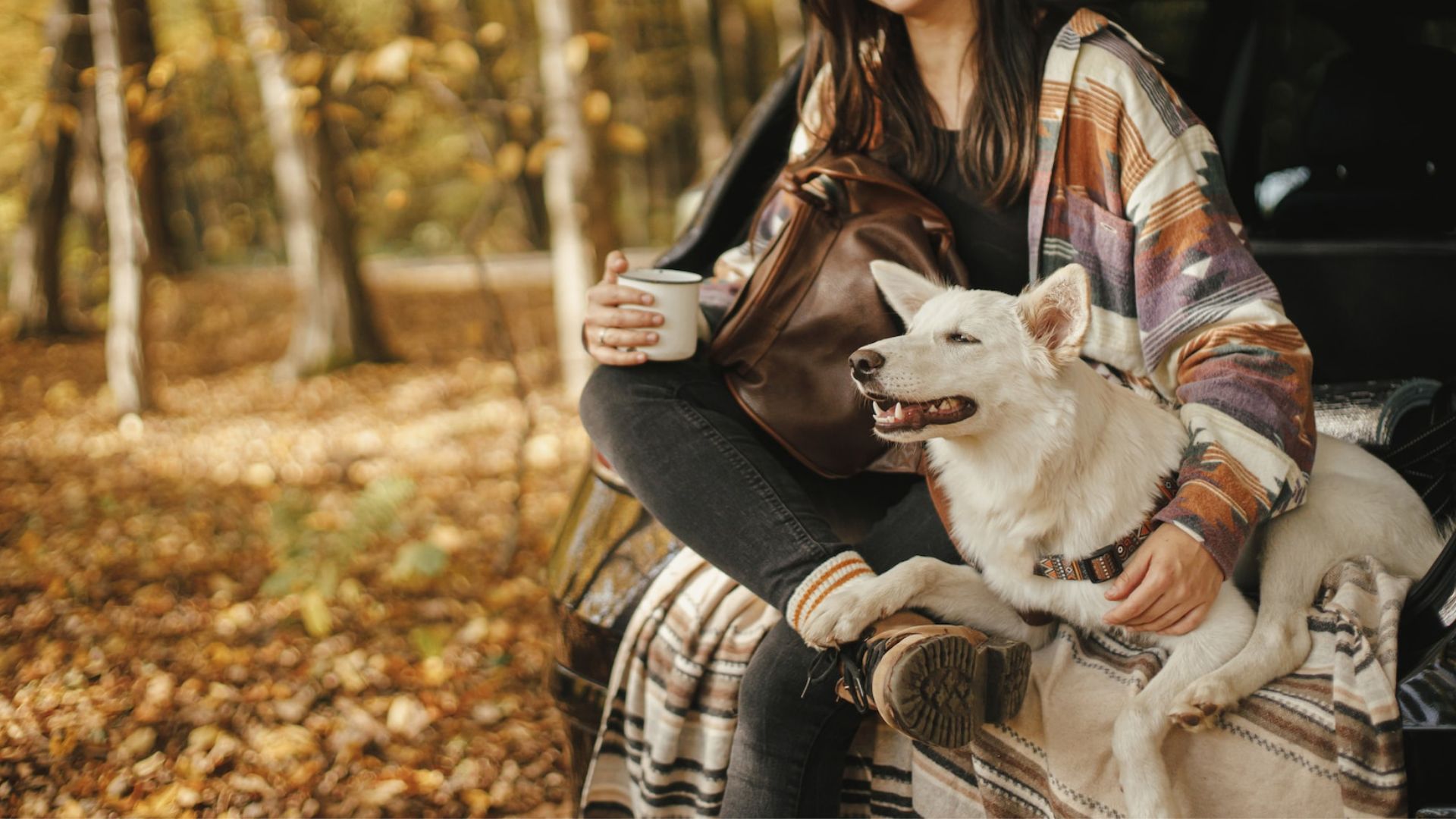 International Health Certificate Animal Health Care Associates, LTD