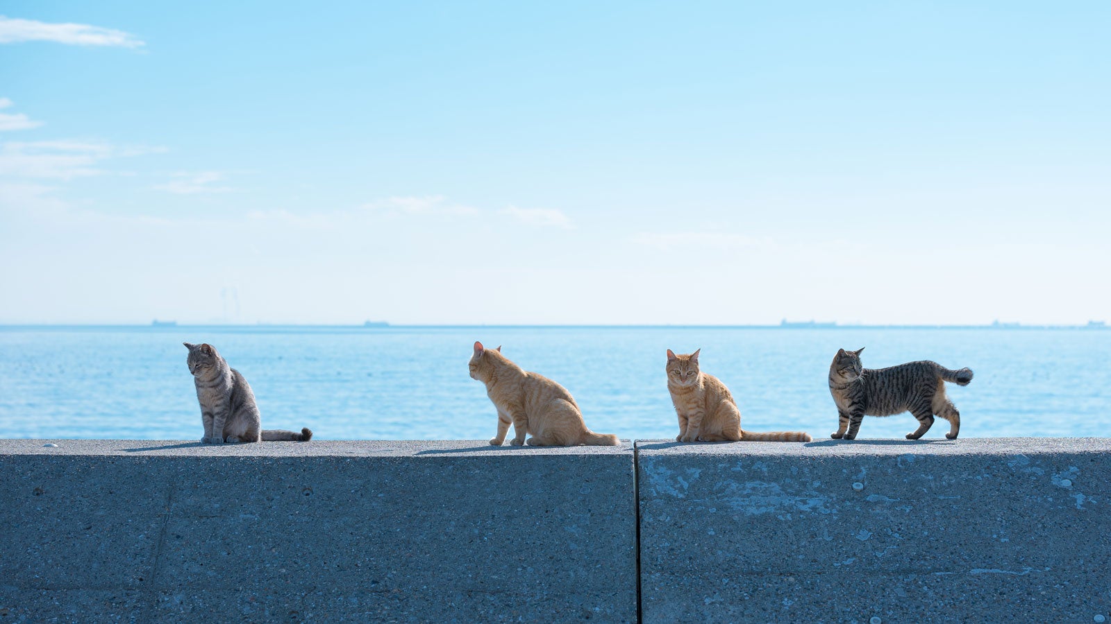 Veterinarian In Tisbury, MA 02575 Animal Health Care Associates, LTD