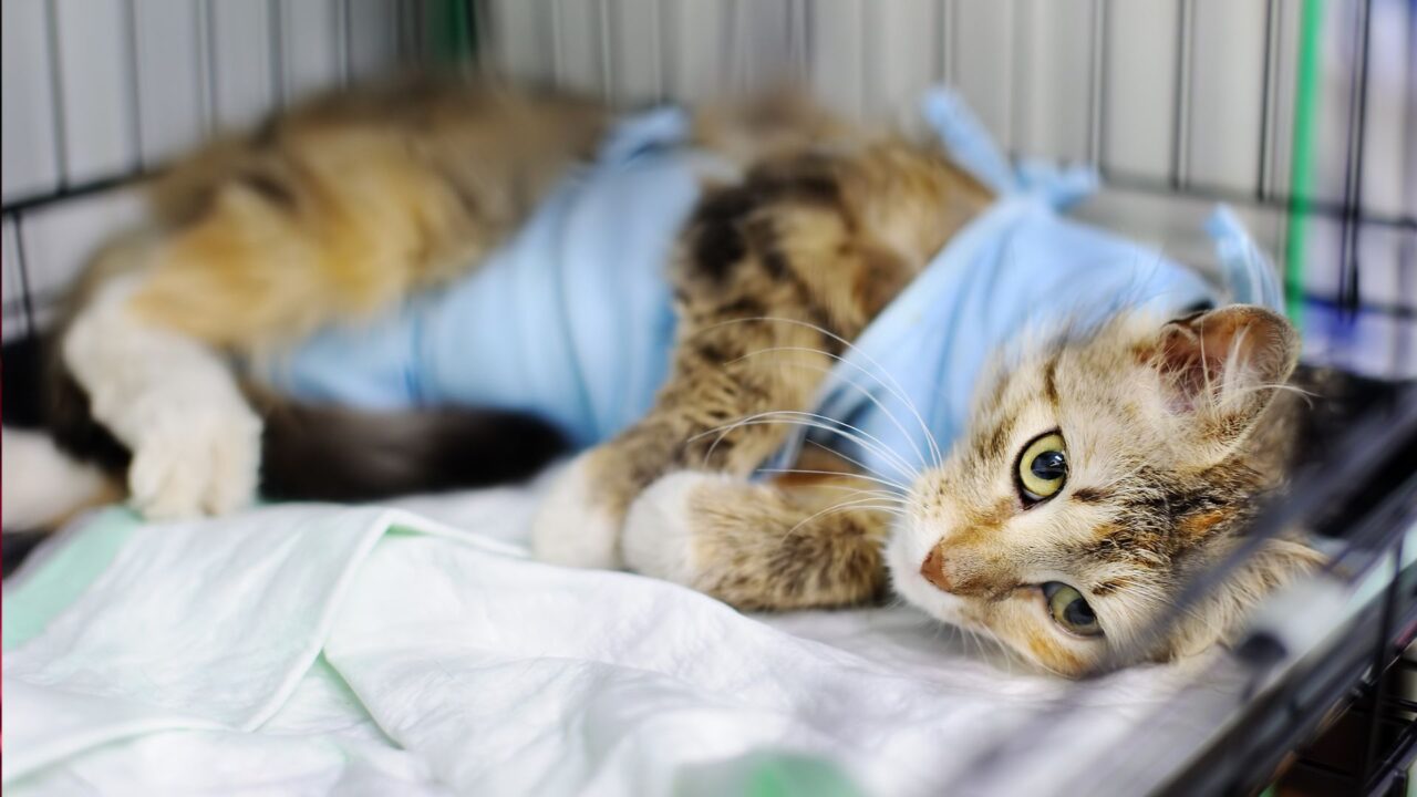 Tisbury, MA 02575 Veterinary Services Animal Health Care Associates, LTD